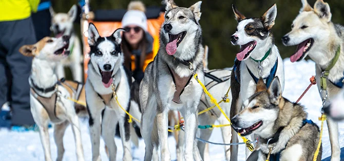 trineo de perros en andorra